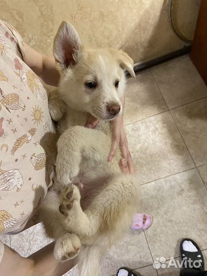 Щенки лайки