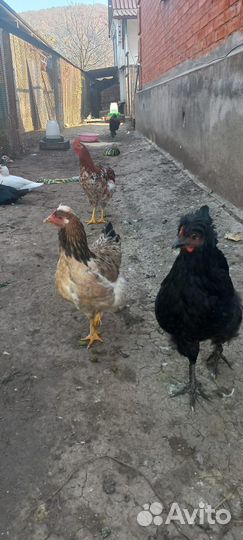 Индоутки, куры