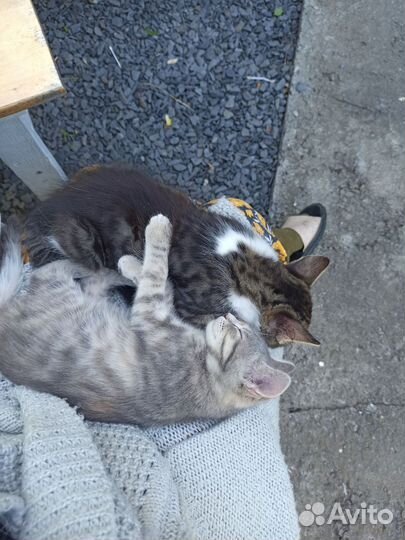 Котята
