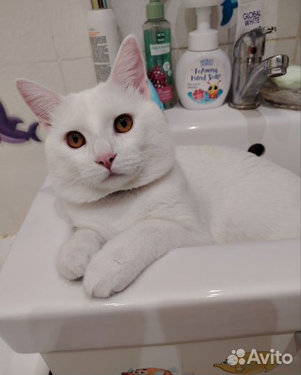 Кот на вязку