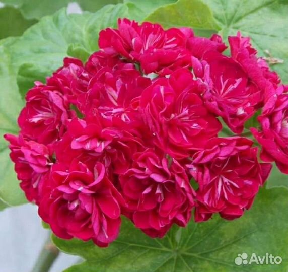 Пеларгония Монсерудс бломен, розебудная