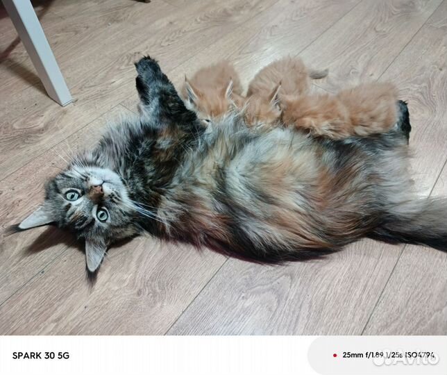 Котята майнкуна