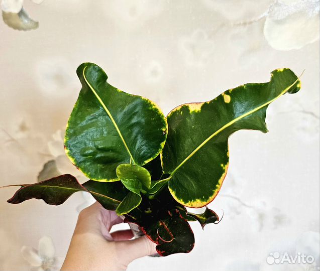 Кротон Gum pa gan