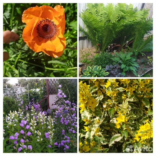Садовые цветы