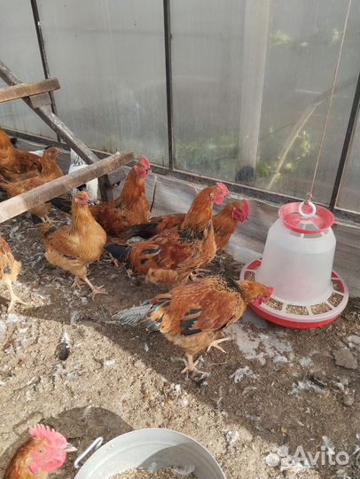 Молодые породные Петушки кучинские и адлеровские