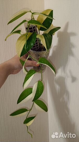 Сциндапсус Мунлайт Альбо