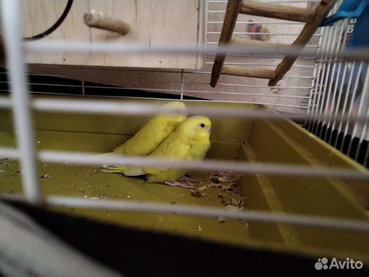 Классные птенцы волнистых попугаев