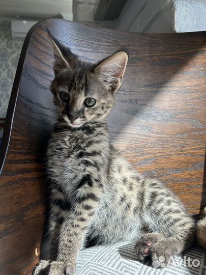 Котята саванна ф1 65%, девочка