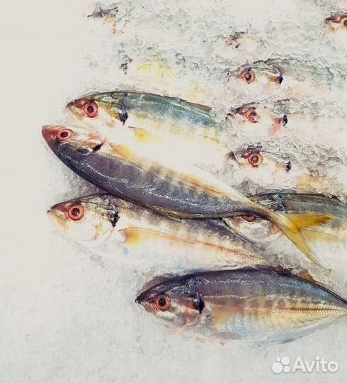 Готовый бизнес свежая и морская рыба