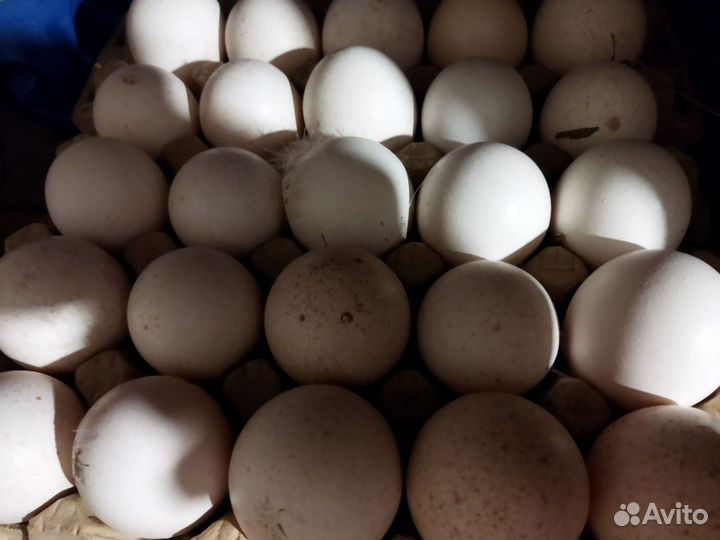 Продам индюшат