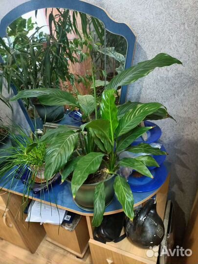 Фикус бенджамина