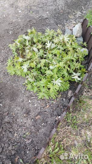 Многолетники для сада цветы