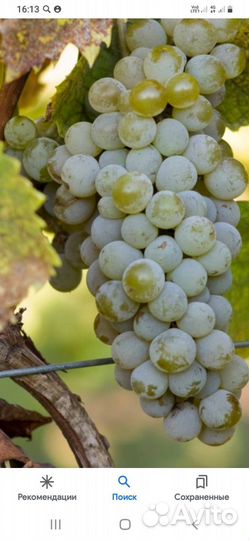 Саженцы винограда