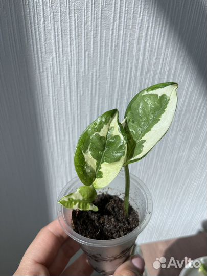 Эпипремнумы,филодендроны