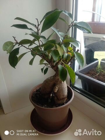 Фикус микрокарпа