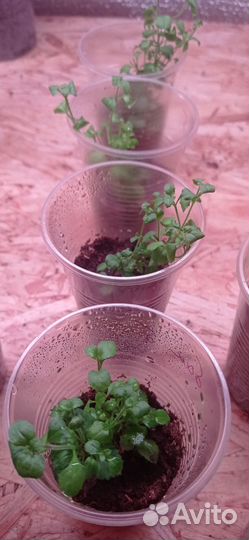 Бакопа вегетативная, черенки