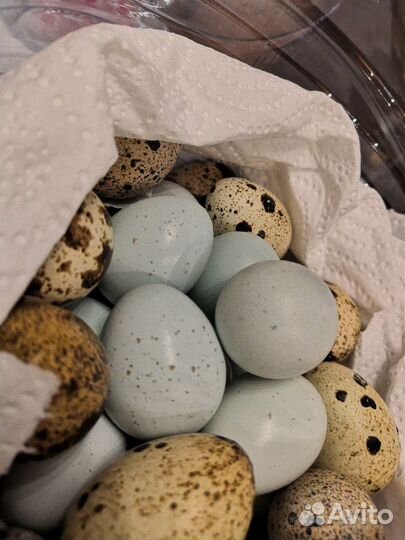 Перепелиные яйца