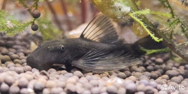 Анциструс Зеленый дракон, Рио Парагвай, раки