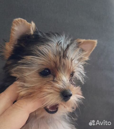 Йоркширский терьер мини щенки девочки
