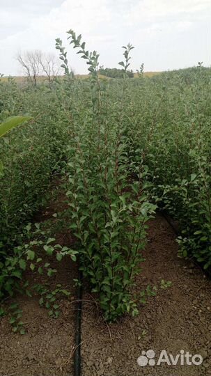 Спирея вангутта