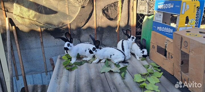 Продам молодых самок нпв