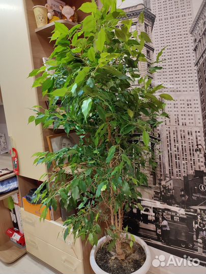 Фикус бенджамина большой