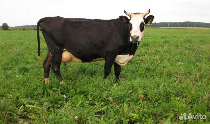 Корова Ярославская порода