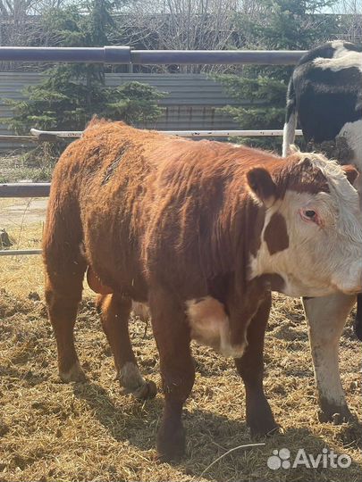 Бычки герефорды симменталы калмыки на откорм