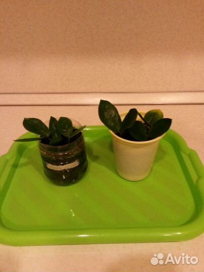 Замиокулькас