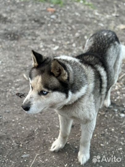 Хаски в добрые руки