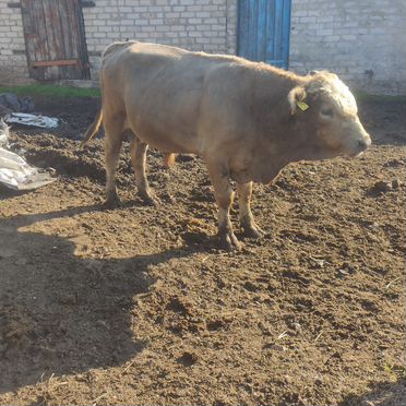 Быки, коровы, телки