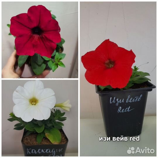 Рассада ампельной и каскадной петунии