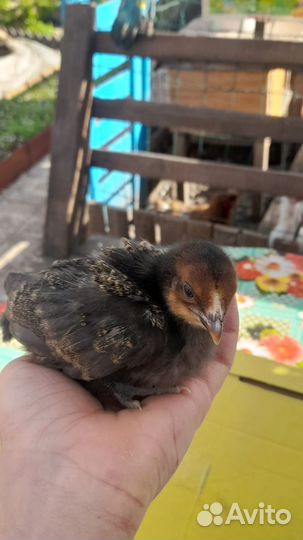 Цыплята несушки подрощенные