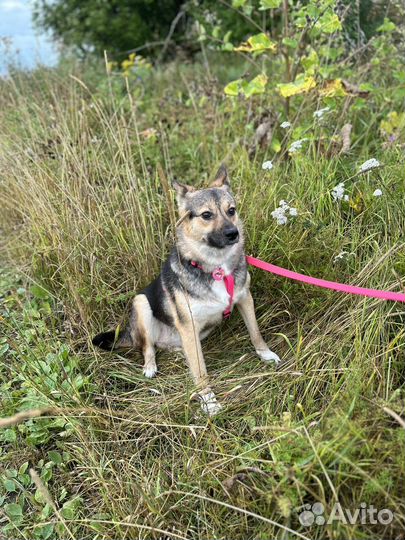 Собака в добрые руки