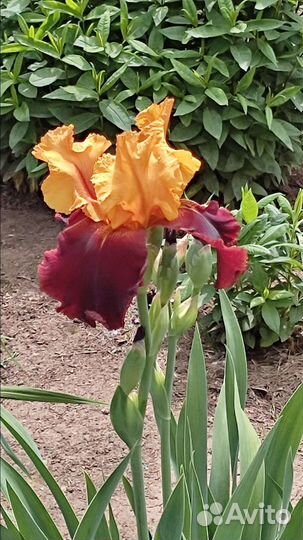 Ирисы бородатые
