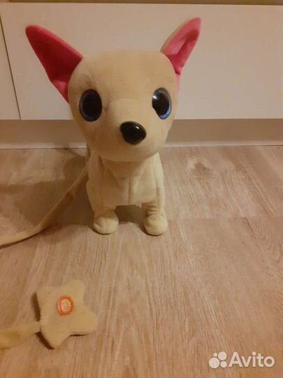 Собака Чичилав