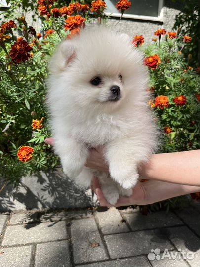 Щенки шпица