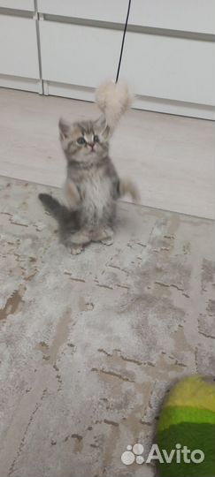 Котенок 2 месяца девочка