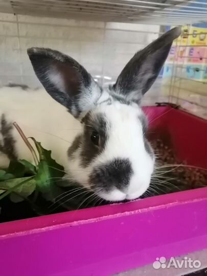 Декоративные кролики