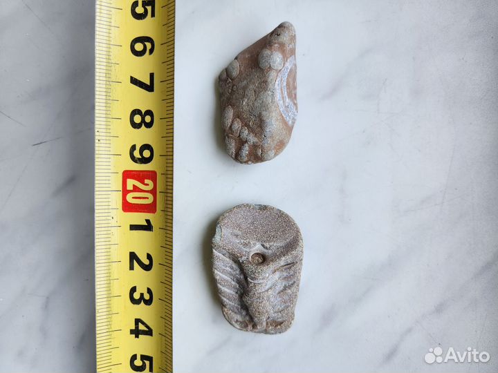 Окаменелости