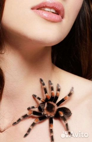 Паук птицеед для новичка