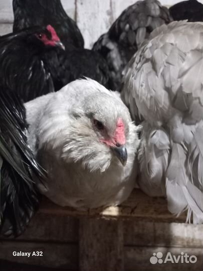 Яйцо инкубационное кур породы амераукана