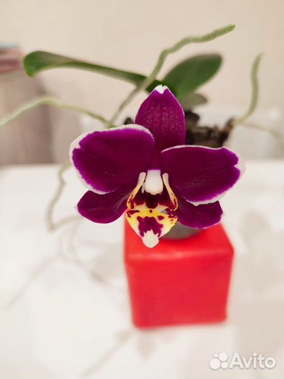 Орхидея фаленопсис мини