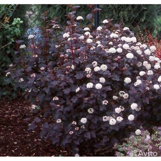 Пузыреплодник Диаболо