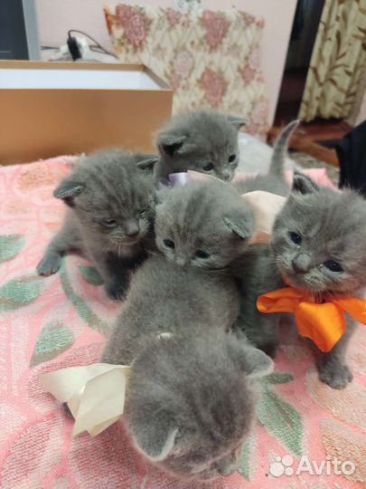 Британская