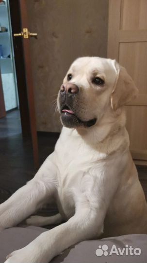 Кабель лабрадора для вязки