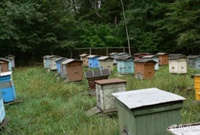 Мёд из Алтая оптом