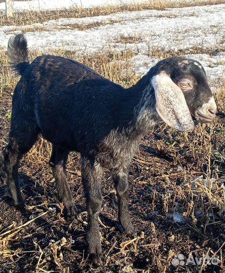 Козлы и козочки