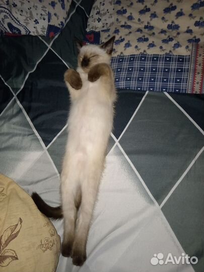 Котик в добрые руки