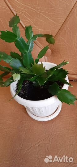 Декабрист шлюмбергера сортовые